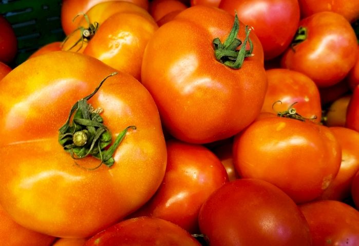 番茄發芽方法 番茄發芽方法