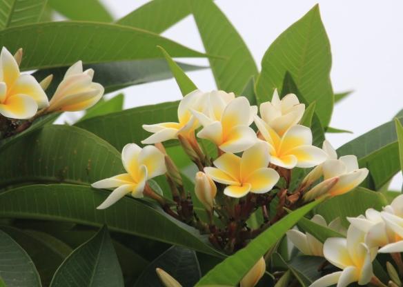 雞蛋花施肥方法