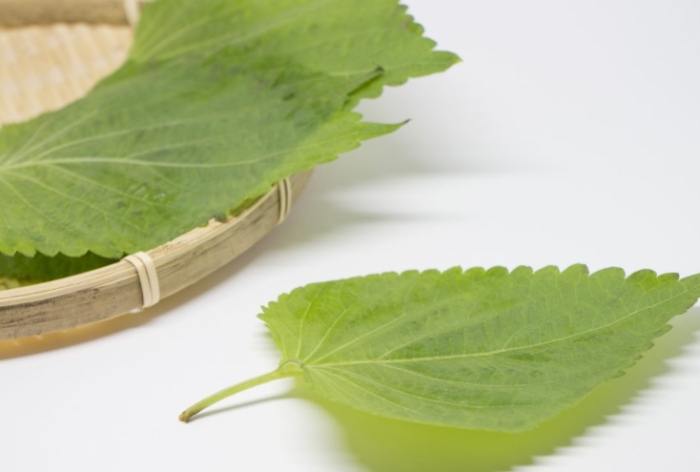 植物葉子焦枯 植物葉子焦枯