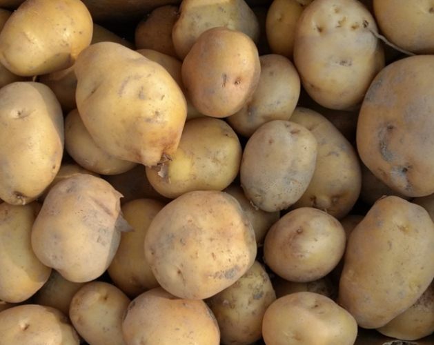 馬鈴薯生長過程