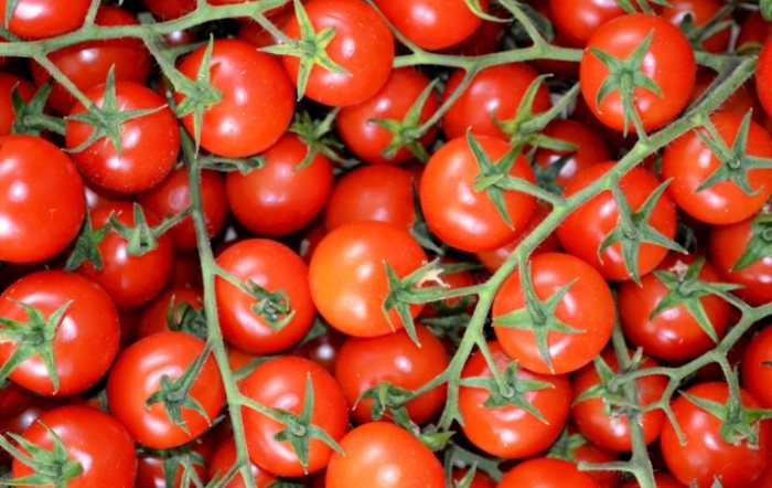 番茄樹栽培方法