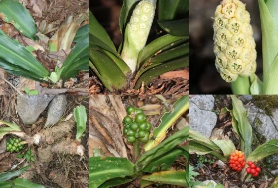 萬年青肥料推薦