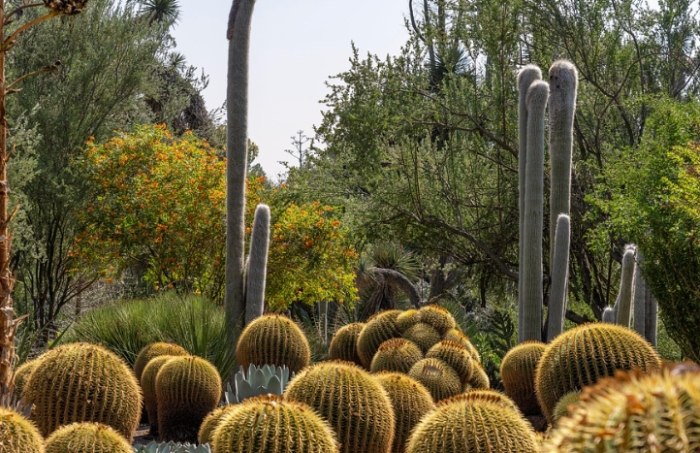 仙人掌根部護理