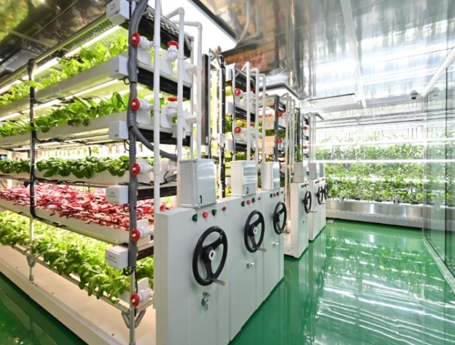 水耕黃金葛葉子變黃