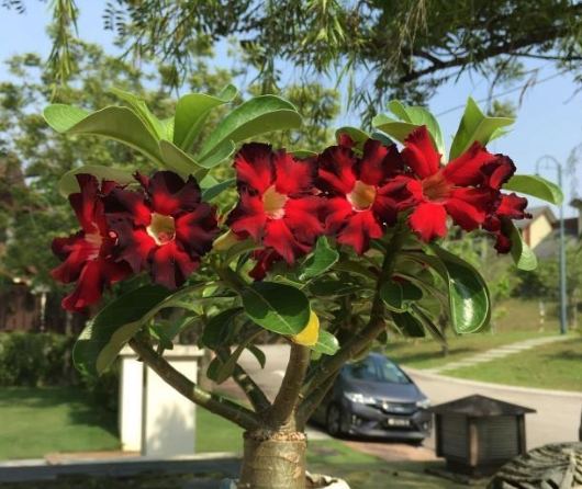 沙漠玫瑰落葉原因