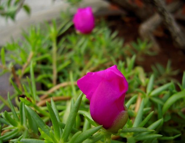 松葉牡丹栽培方法