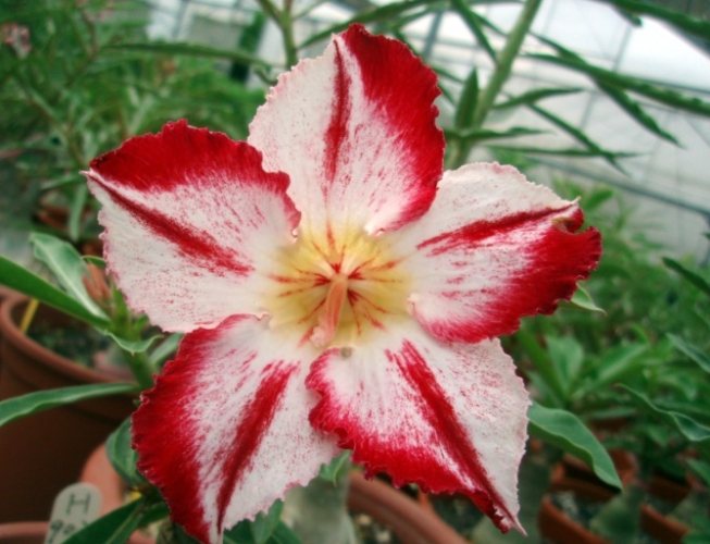 沙漠玫瑰全顆粒購買