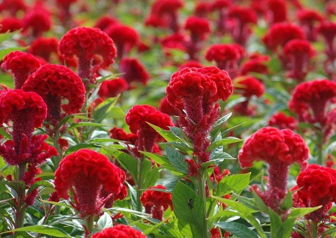 羽狀雞冠花照顧