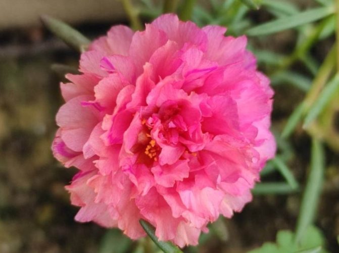 複瓣太陽花養護