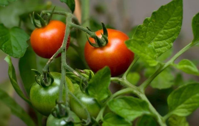 番茄苗長不大原因