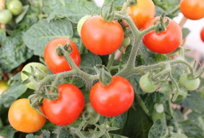 家庭種植西紅柿