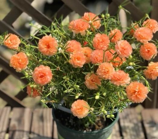 松葉牡丹冬季養護