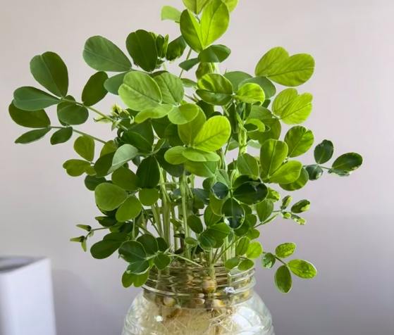 水耕黃金葛葉子變黃