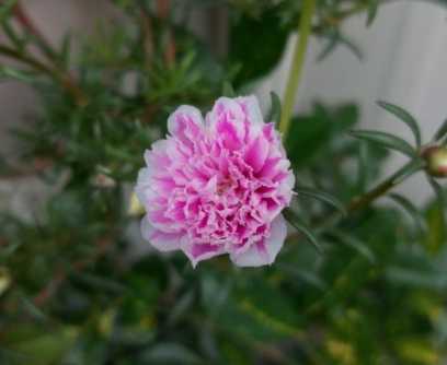 松葉牡丹栽培方法