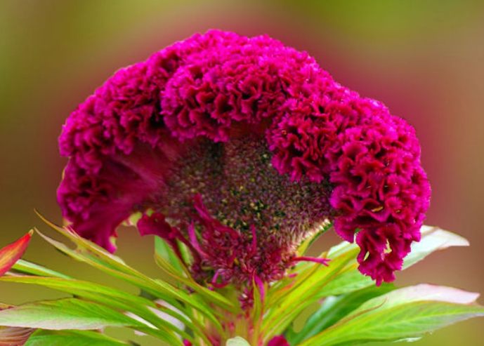 鳳尾雞冠花 養護