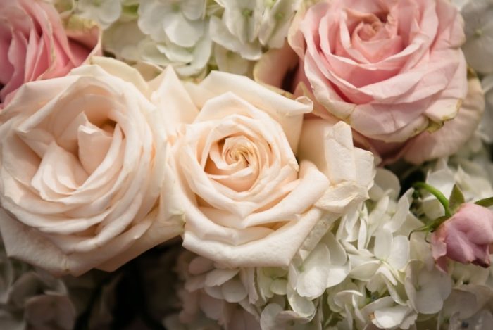 玫瑰葉子變黃處理