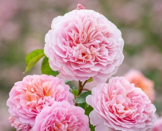 玫瑰葉子變黃處理