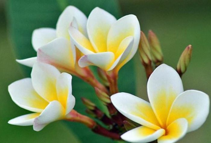 雞蛋花葉子黃化原因 雞蛋花葉子黃化原因