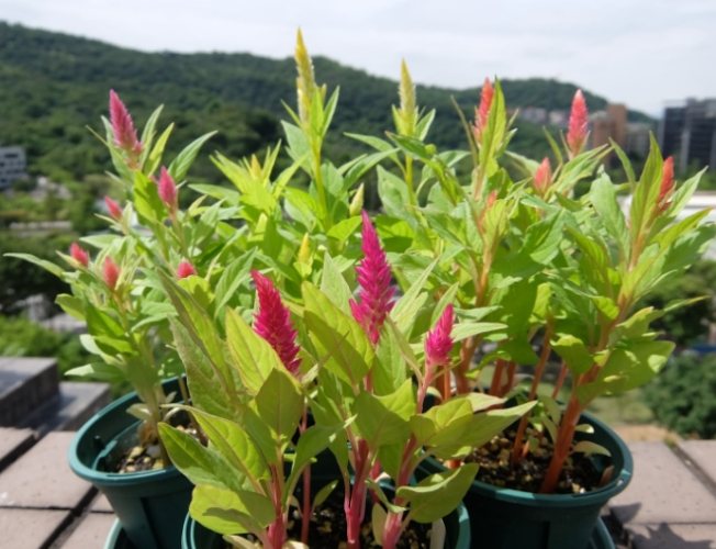 雞冠花葉子養護