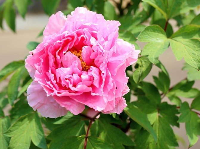 松葉牡丹播種時間