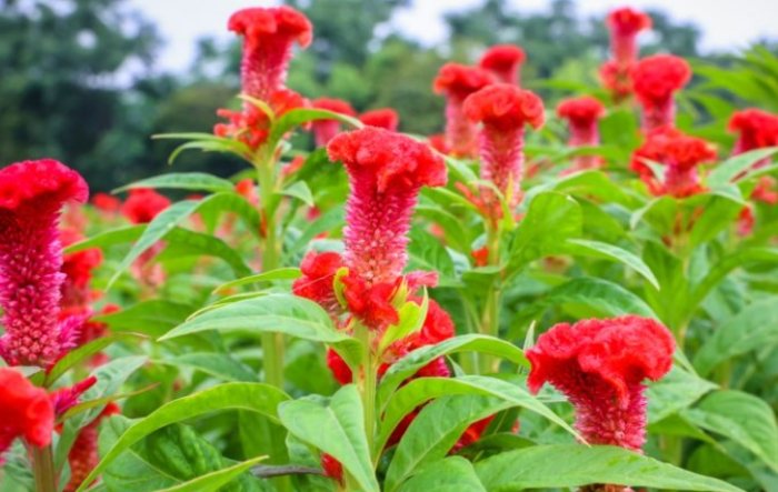 雞冠花養護技巧 雞冠花養護技巧