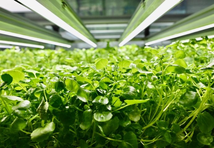 黃金葛水耕營養