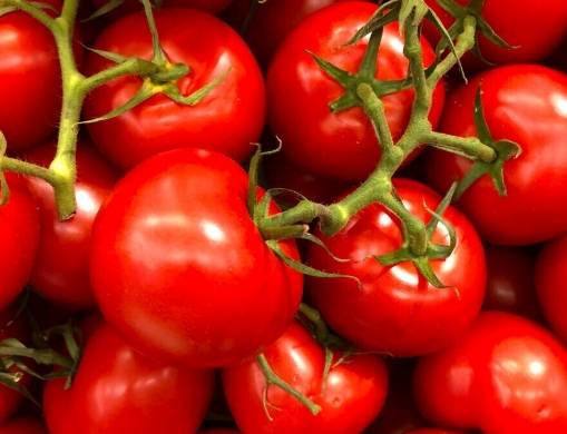 番茄照顧技巧 番茄照顧技巧