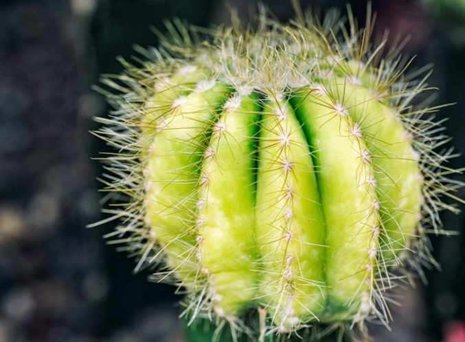 仙人球養護方法