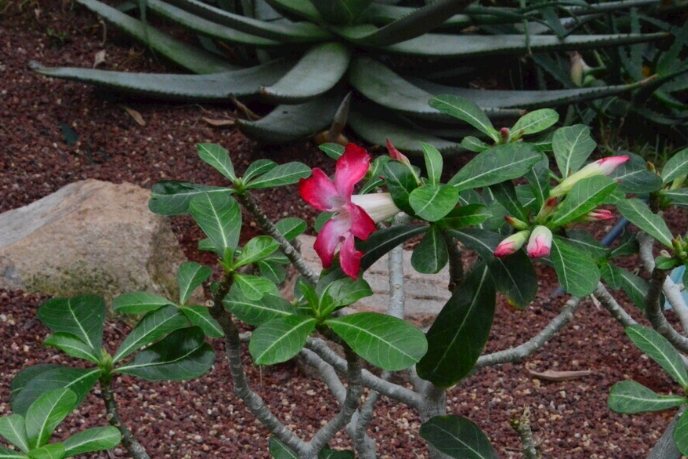 沙漠玫瑰全顆粒購買