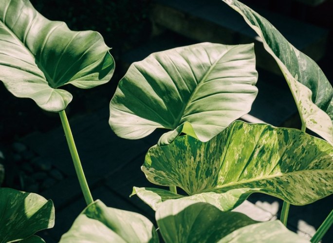 葉子尖端變黑處理 葉子尖端變黑處理