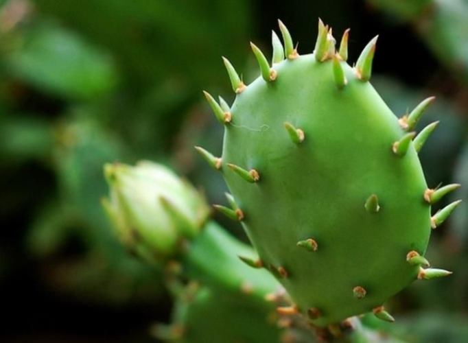 仙人掌爛根處理