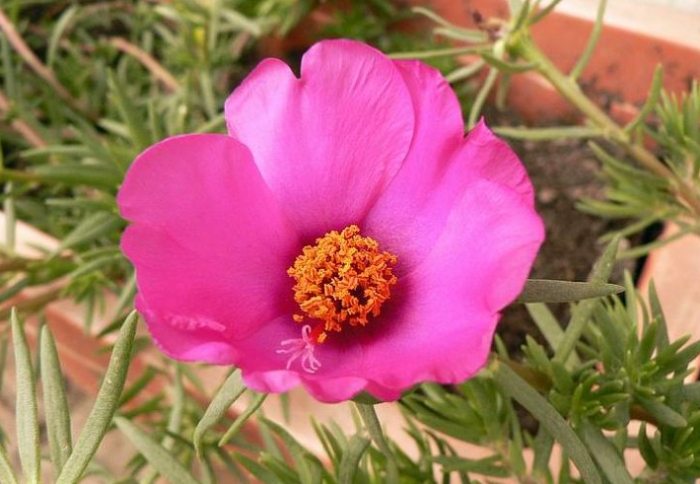 松葉牡丹冬季養護