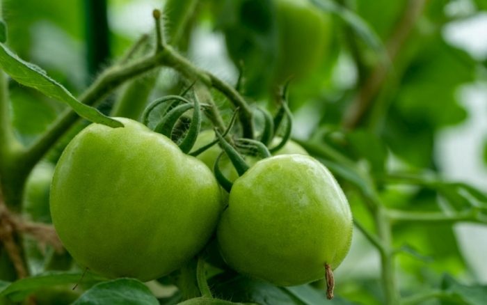 家庭種植西紅柿