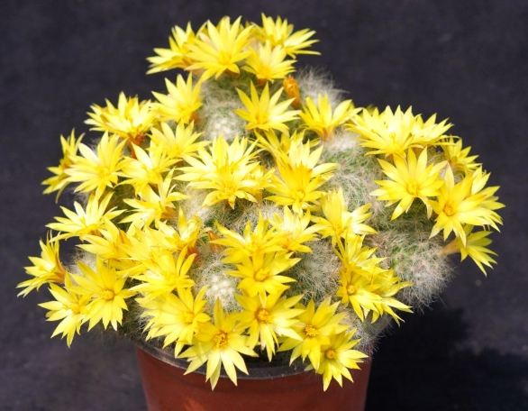 仙人掌土壤配方