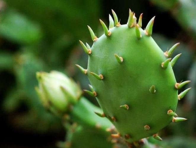 仙人掌萎縮原因