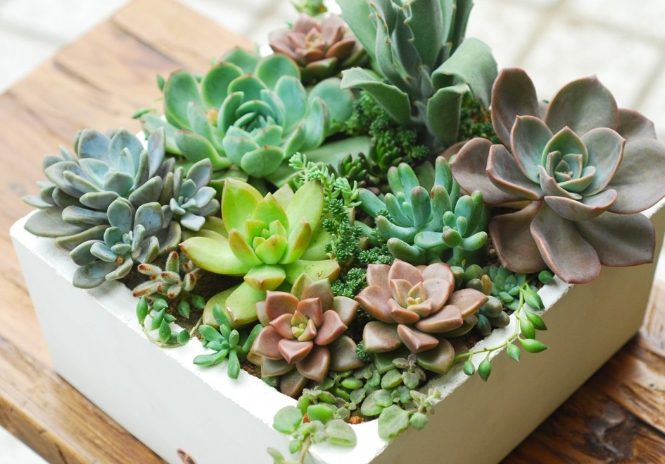 多肉盆栽設計