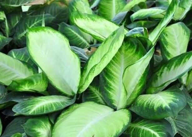 月光萬年青養護