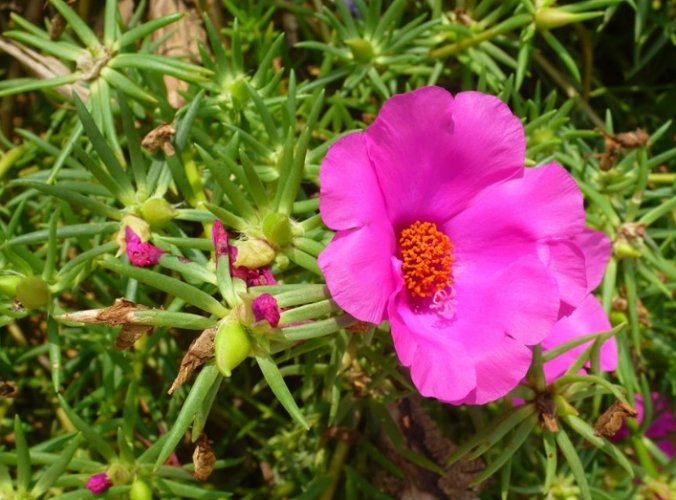 松葉牡丹栽培方法