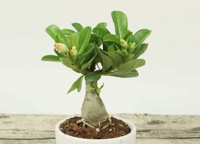 沙漠玫瑰全顆粒優點