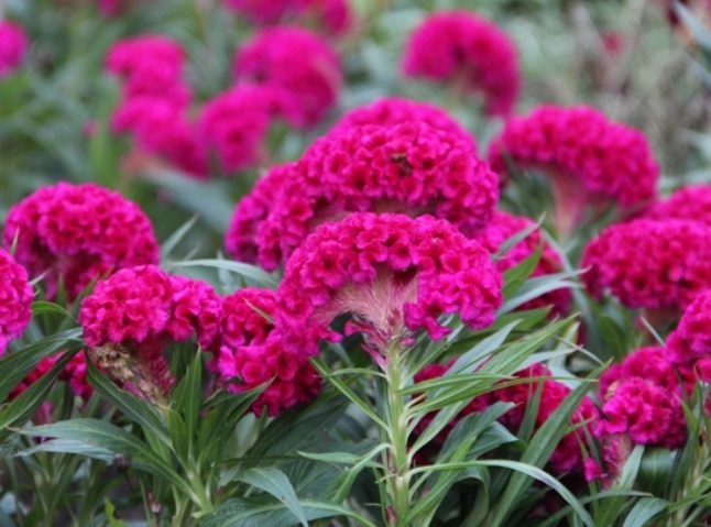 雞冠花養護方法