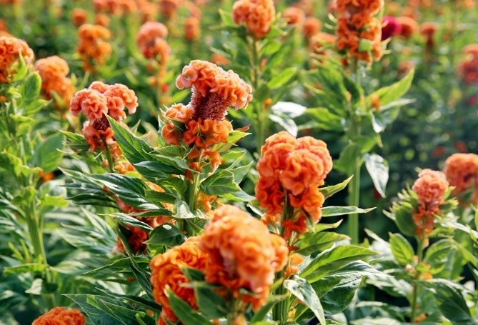 雞蛋花香水品牌 雞蛋花香水品牌