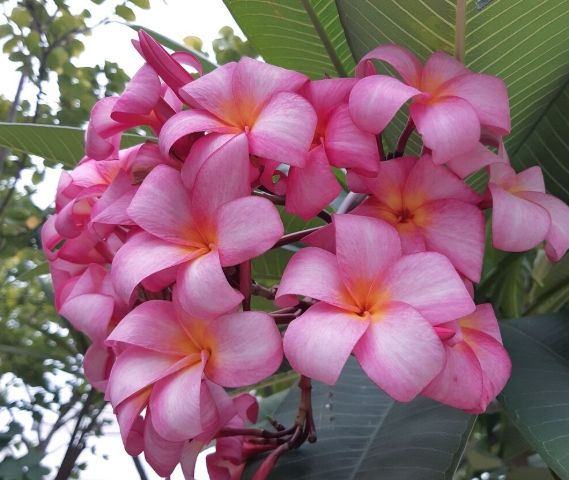 預防雞蛋花徒長 預防雞蛋花徒長