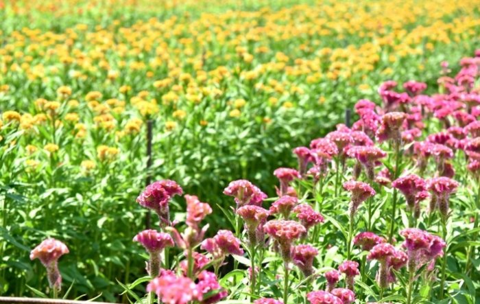 雞冠花栽培技巧