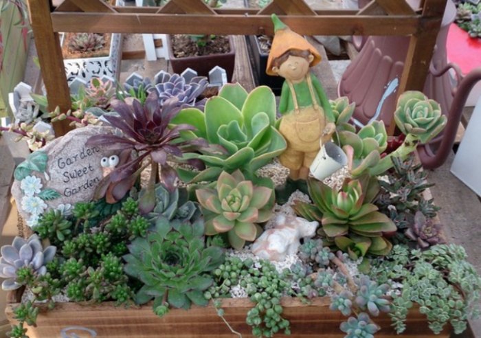 多肉植物搭配