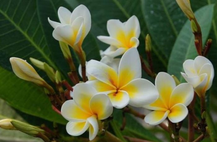 雞蛋花施肥方法