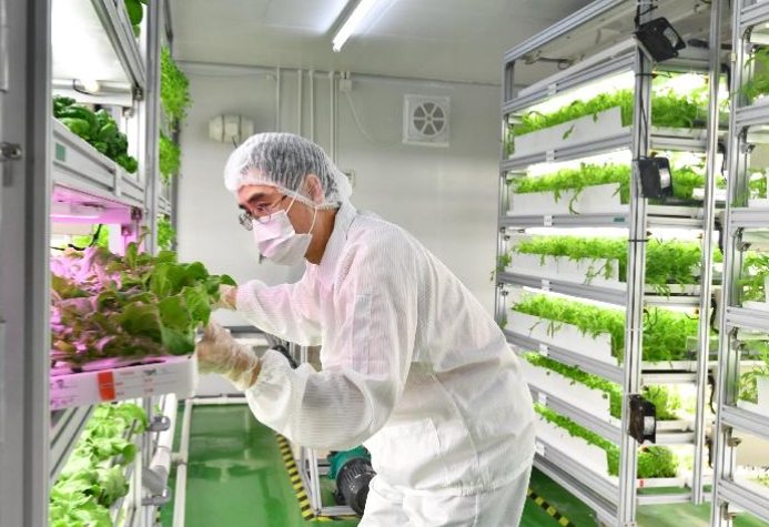 簡易水耕栽培方法