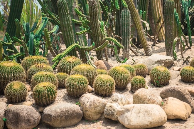 仙人掌根部腐爛