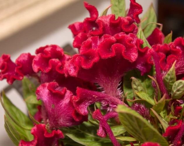 雞冠花栽培技巧