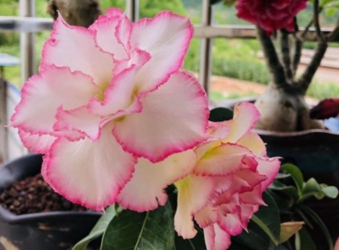 沙漠玫瑰落葉原因