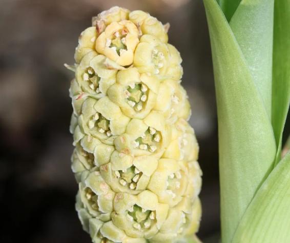 月光萬年青養護